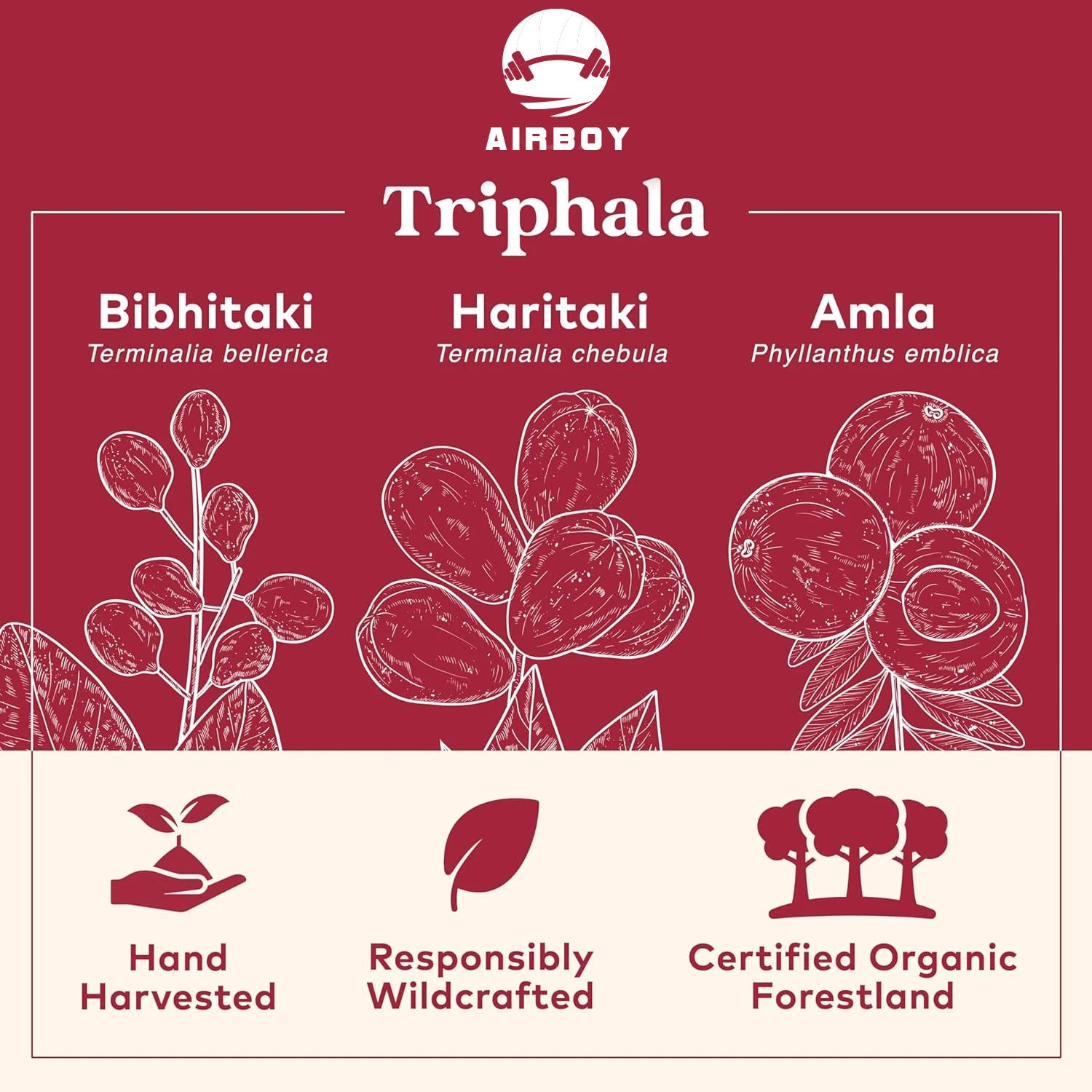 Triphala - Promotes Digestive Comfort, Antioxidants, Balances Intestinal Health - 120 Capsules