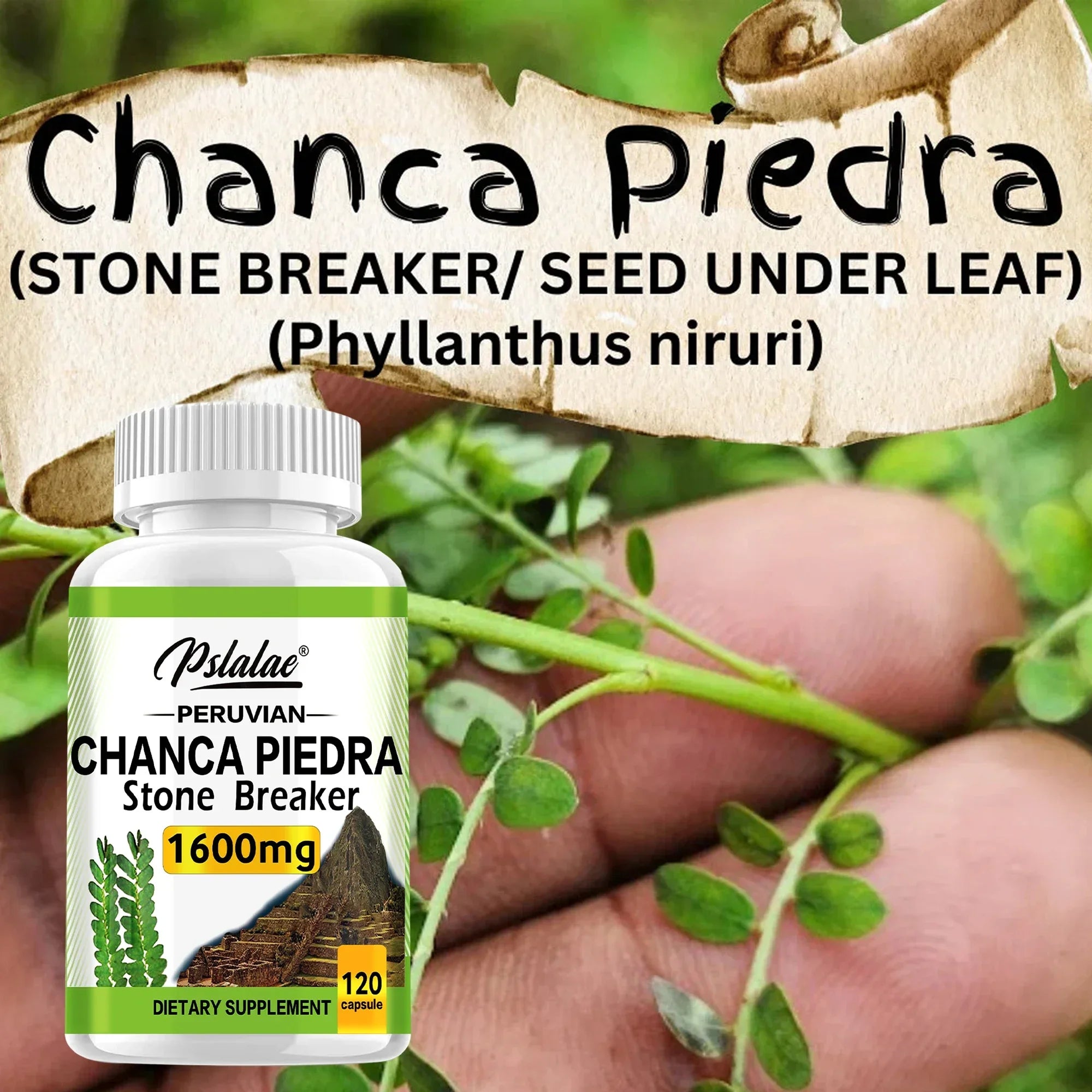Chanca Piedra Kidney Function, Promotes Detoxification, Cleansing and Repair, and Boosts Energy - 120 Capsules