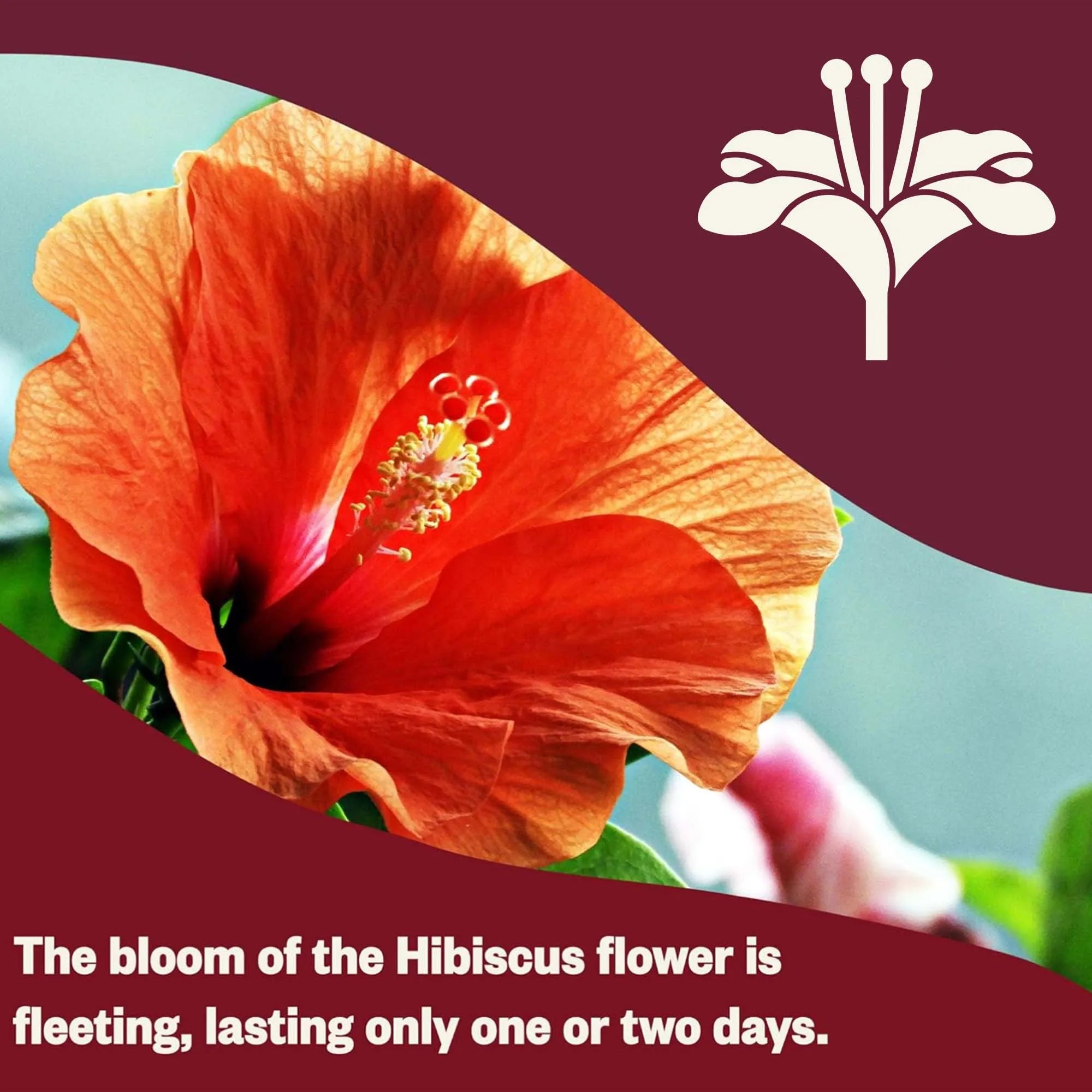 Flower tea bag, decaffeinated herbal tea bag, rich in antioxidants, tea lovers' gift, antioxidant rich mixture